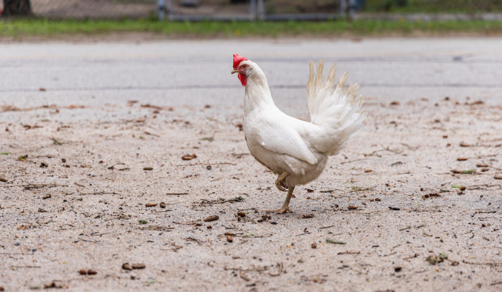 Ground level perspective with focus on a single white chicken with raised leg standing in road.