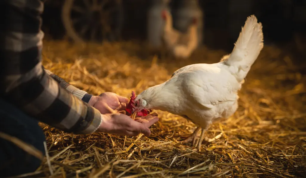 Hand of a farmer feeding a chicken in a barn