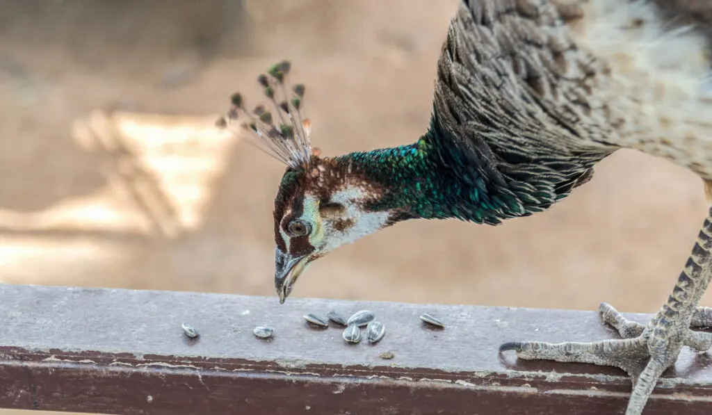 Peafowl are eating sunflower seeds