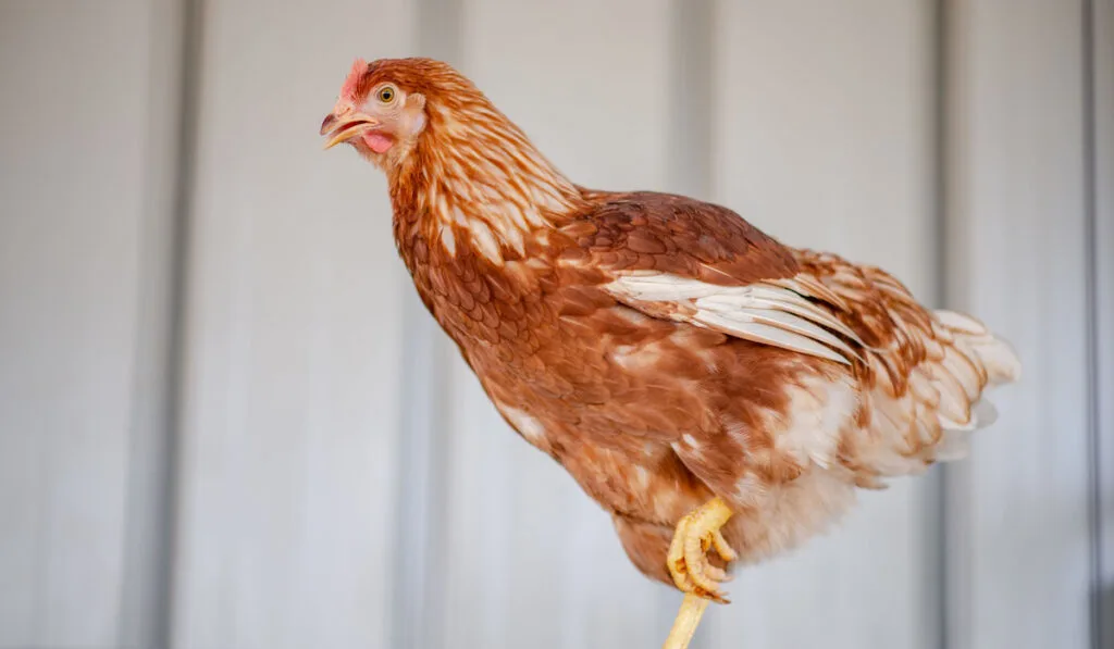 Perching Chickens Use One Leg