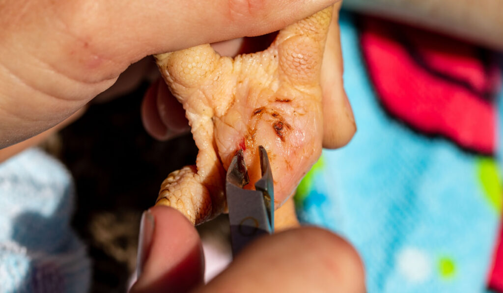 Person treating Chicken's foot infected with bumble foot to help it heal.