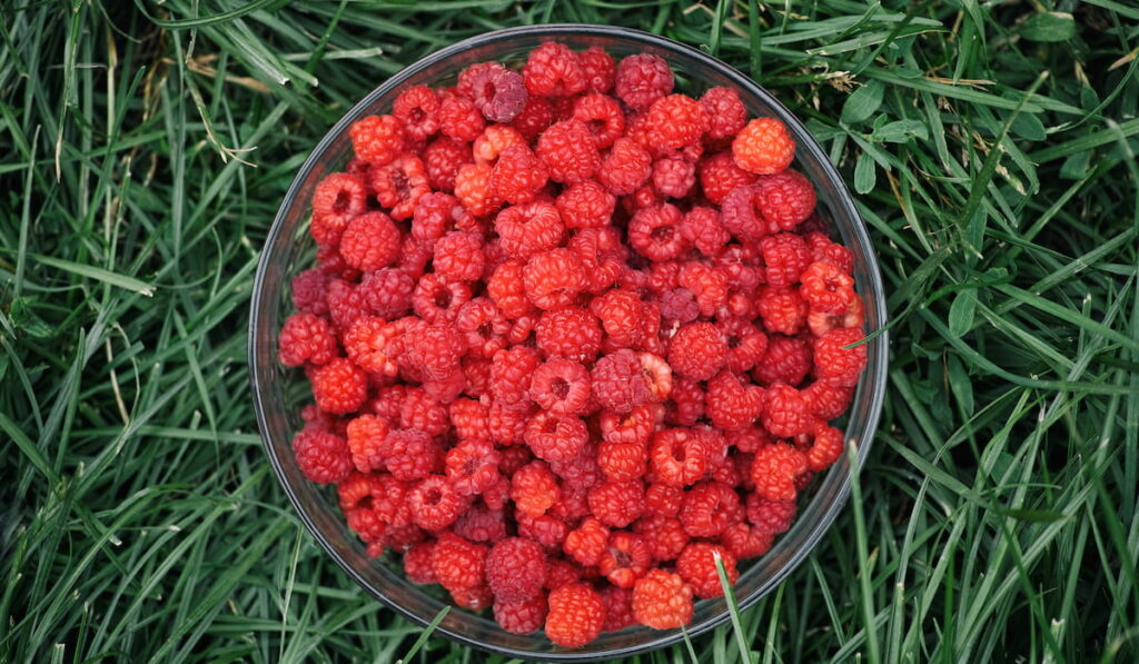 Raspberries in a bowl on a grass