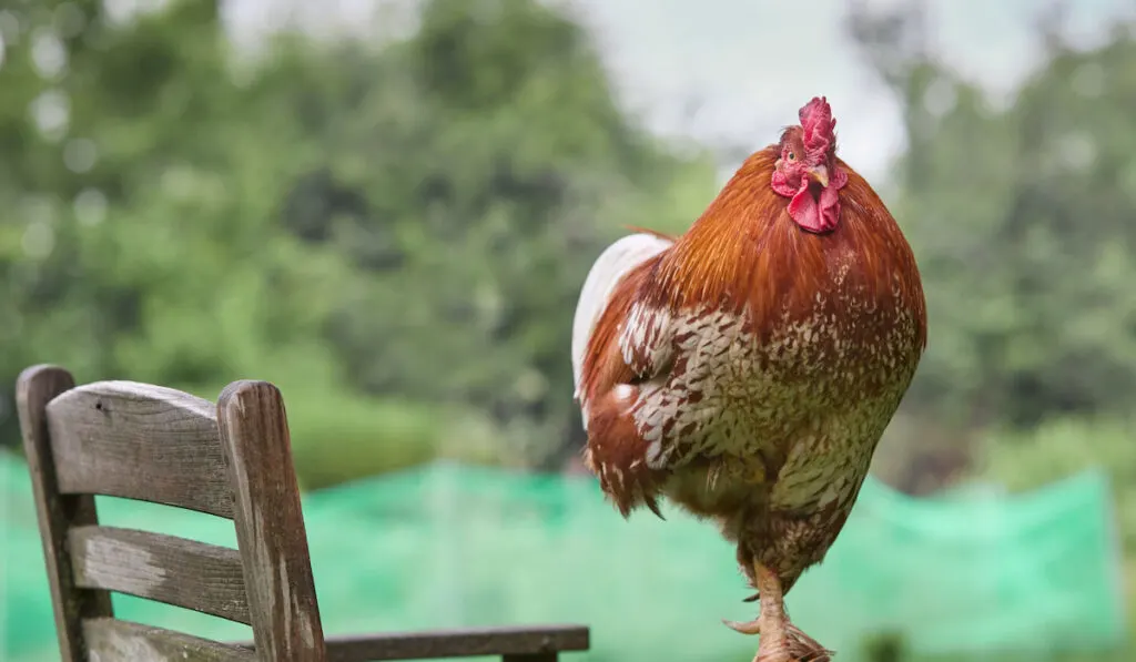 Red rooster sits on chair with one leg