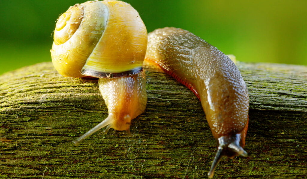 Slug and a snail