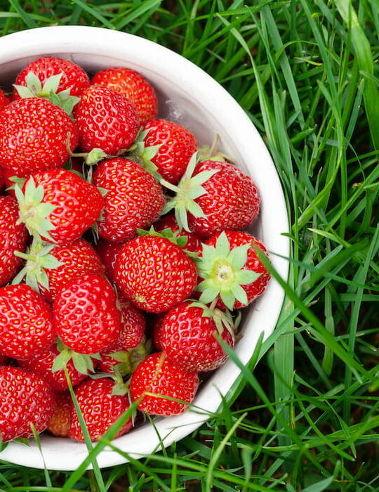 Strawberry-bowl-in-strawberry-garden