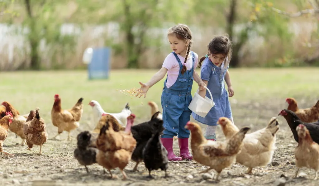 Two little girls feeding chickens 