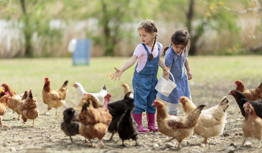 Can Chickens Eat Peanut Butter? The Hip Chick