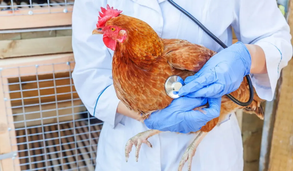 Veterinarian with stethoscope holding and examining chicken on ranch background. 