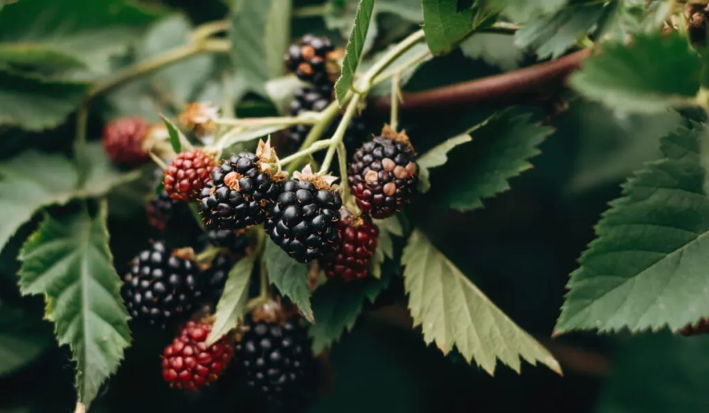 blackberry plant
