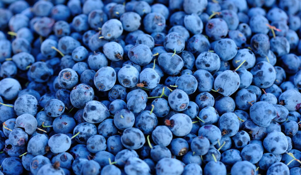 blueberries 