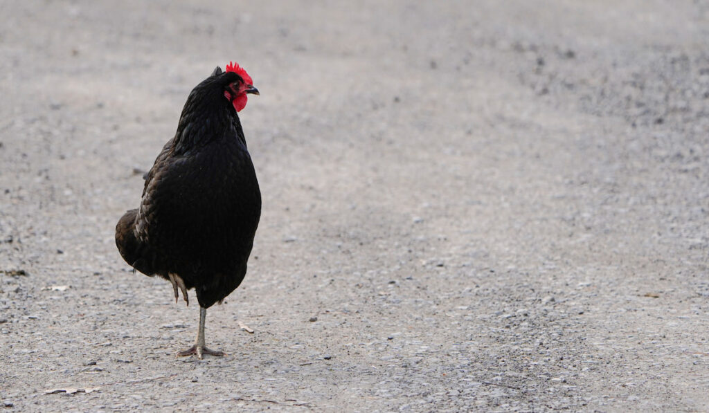  chicken standing on one leg on a gravel driveway. 
