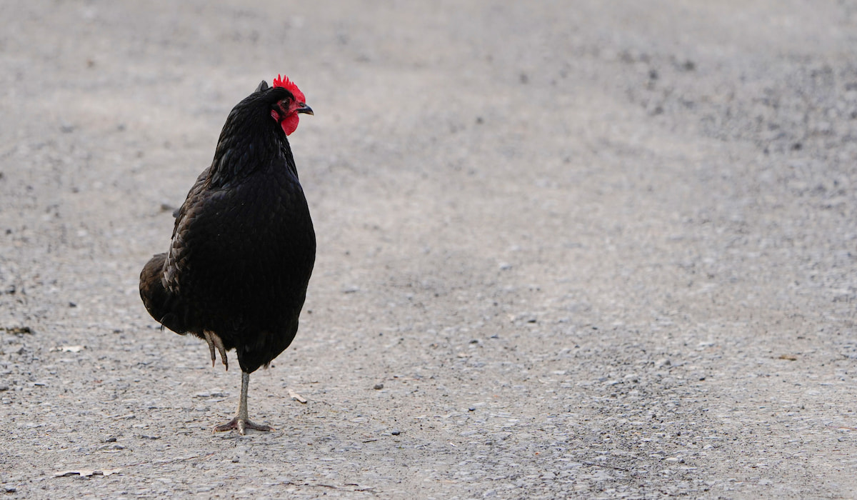 6 Reasons Chickens Stand on One Leg The Hip Chick