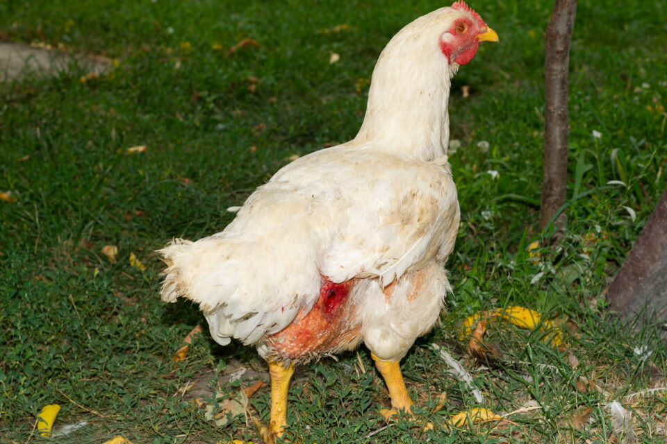 3 Reasons Your Chicken Might Be Limping The Hip Chick