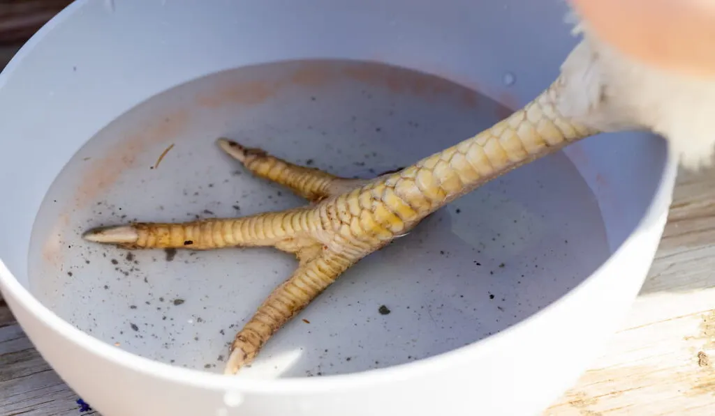 Chicken soaking it's foot in water before being treated for infection