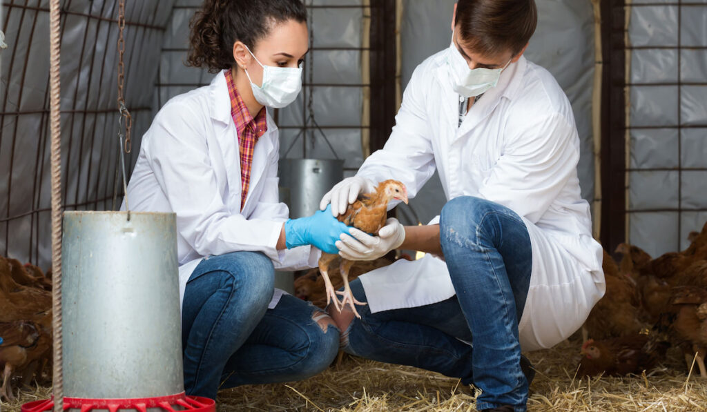 two veterinarians in facial masks and white uniform examining chicken in hen house
