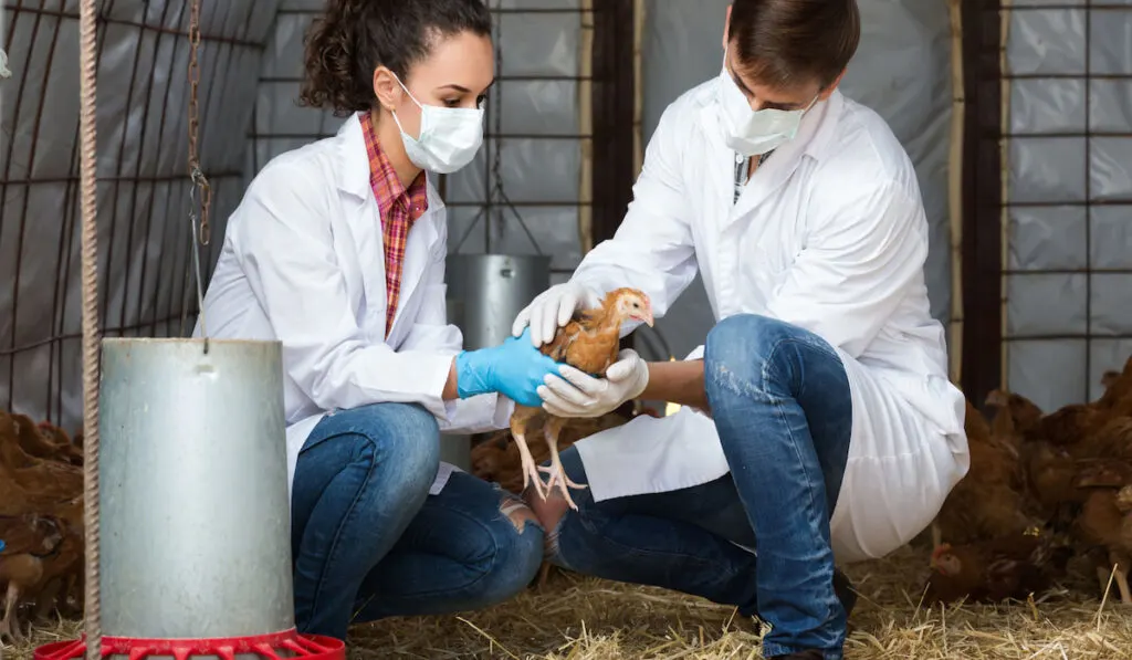 two veterinarians in facial masks and white uniform examining chicken in hen house