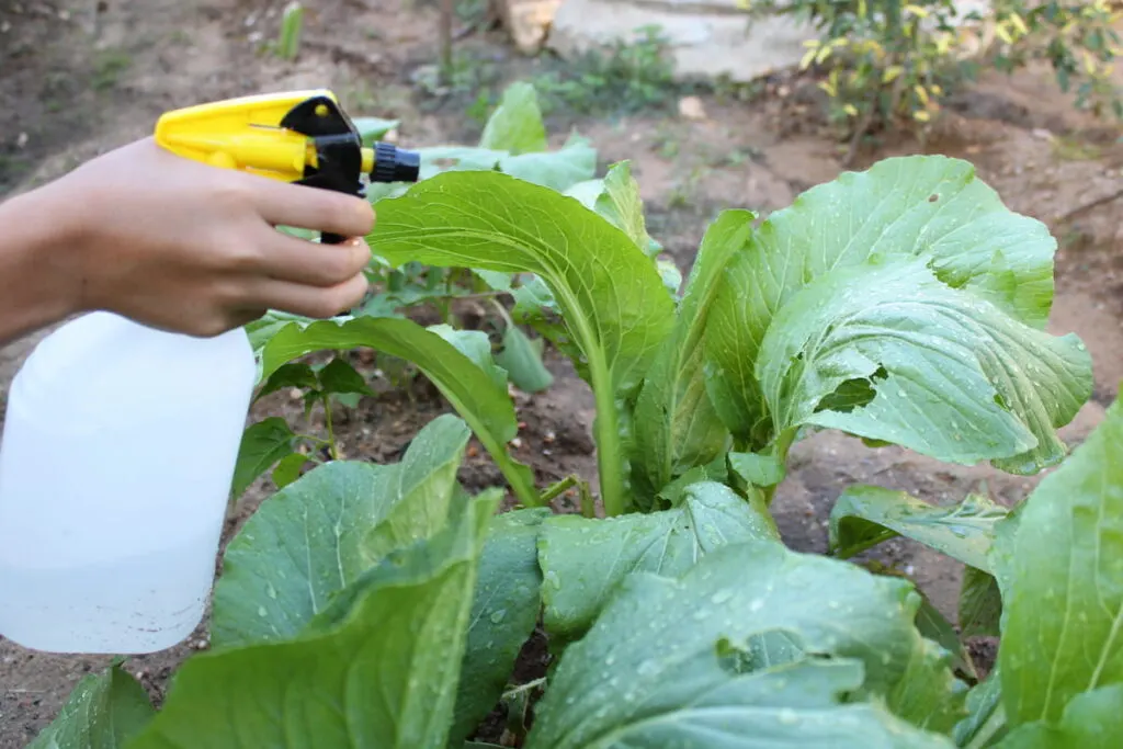 A man is spraying cabbage from a spray bottle 
