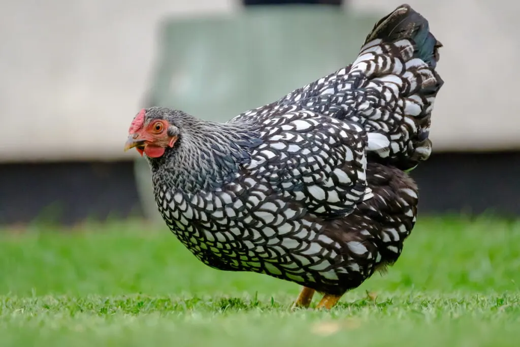 Adult Wyandotte hen seen looking for food in a private garden