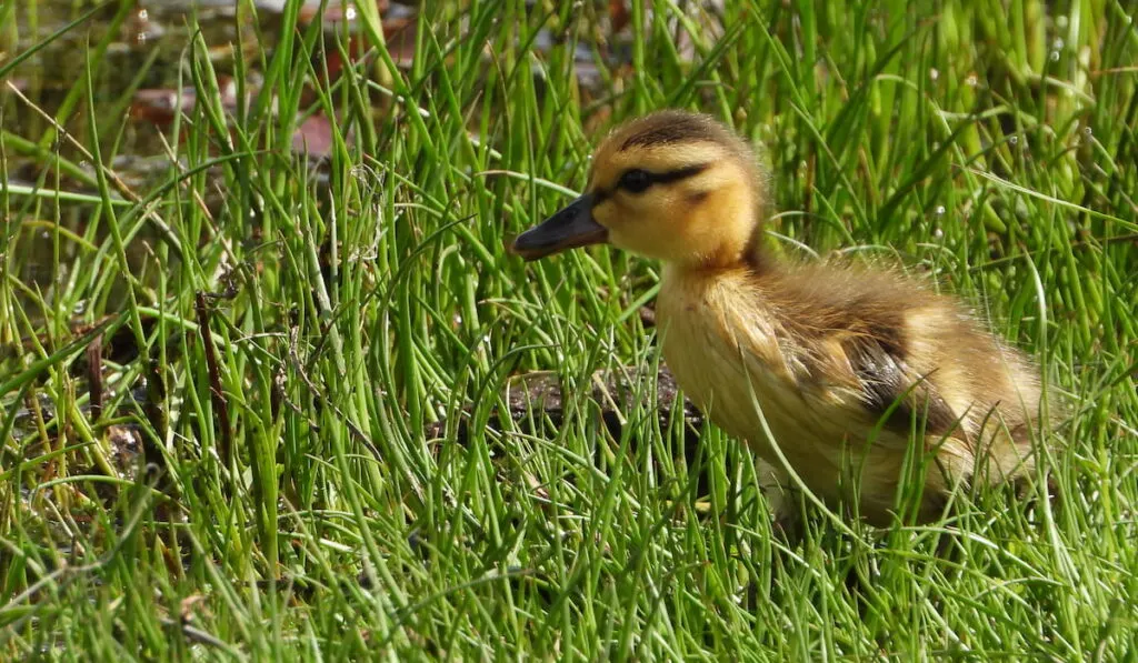 American Black Duck Duckling