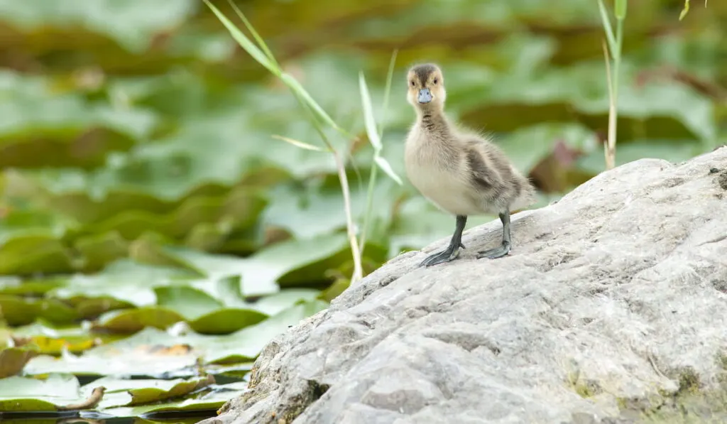 American Wigeon (Anas americana) duckling standing on a rock