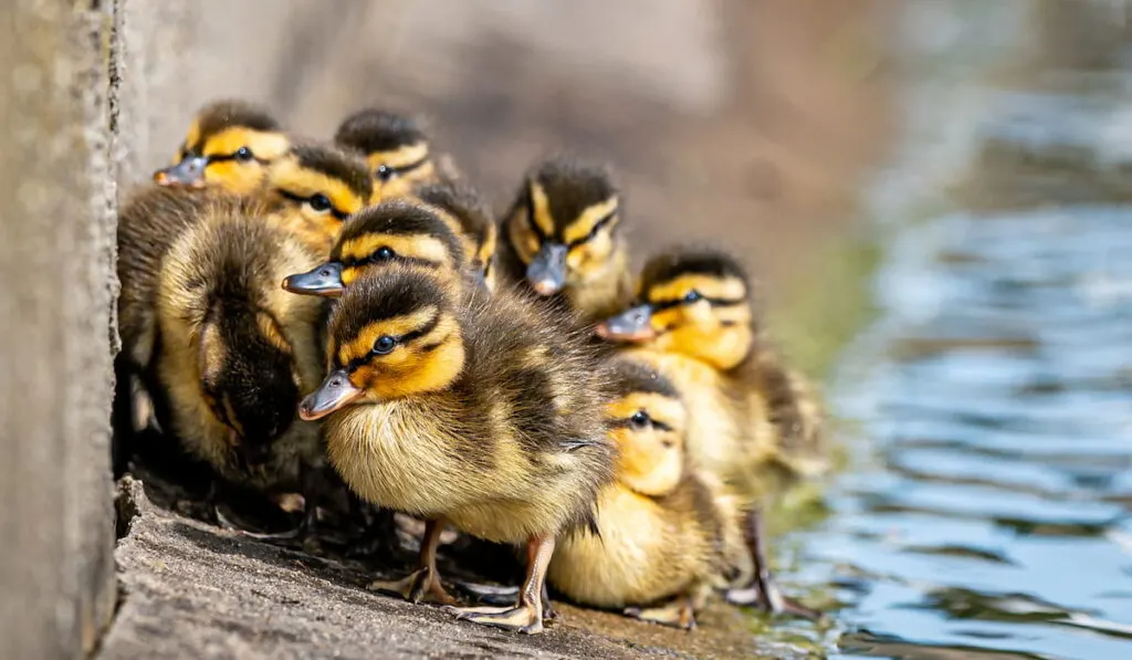 Newborn mallard ducklings group beside the edge of a high sided pond