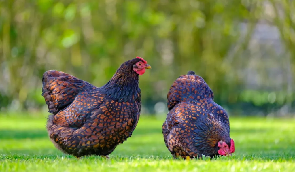 Pair of adult Wyandotte hens seen feeding from grains thrown onto a lawn 