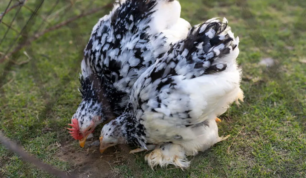 Pekin Bantam searching for food in a grass