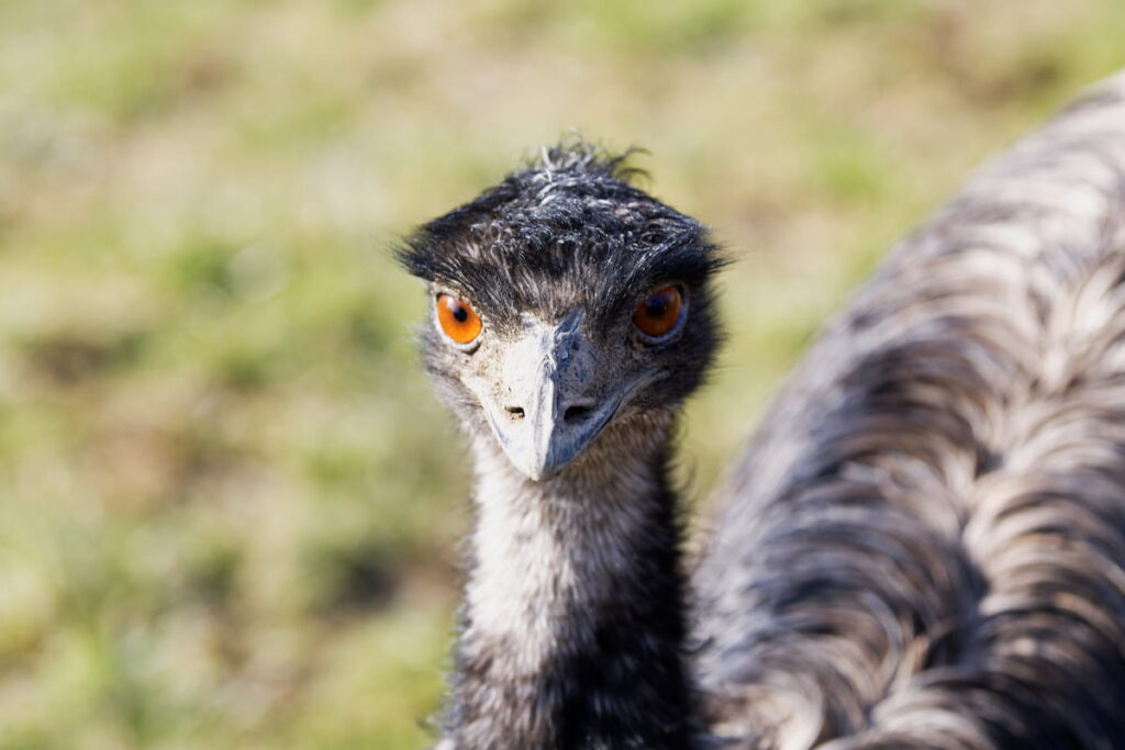 Portrait of emu