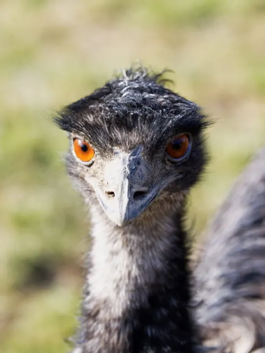 Portrait of emu -- ee220816