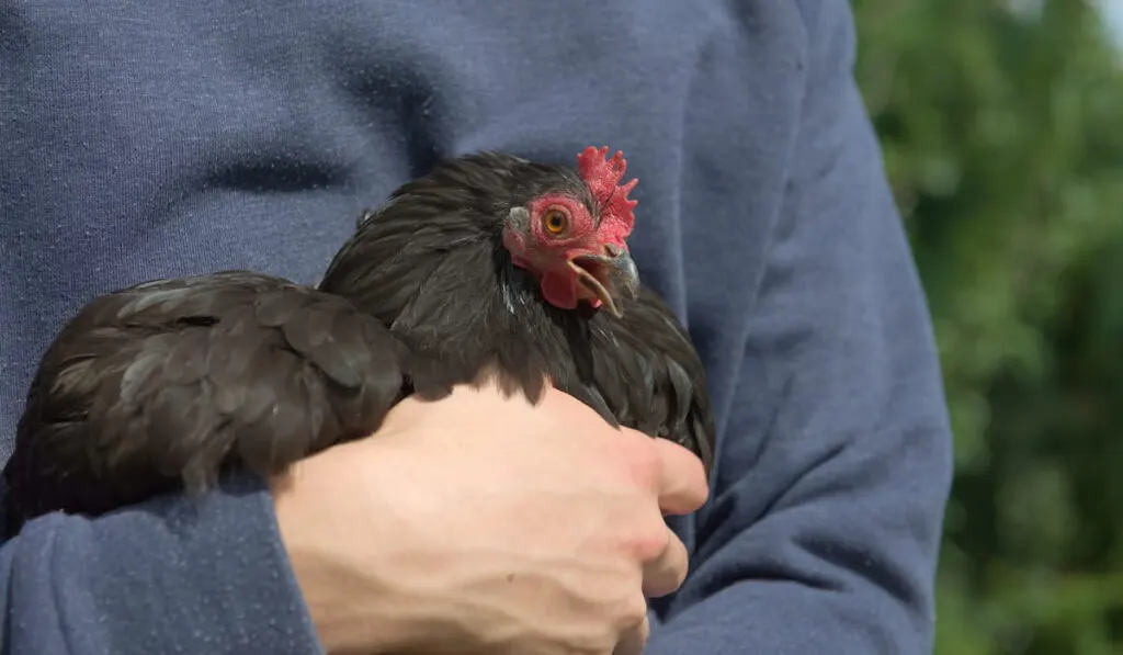 Small black pekin bantam hen chicken