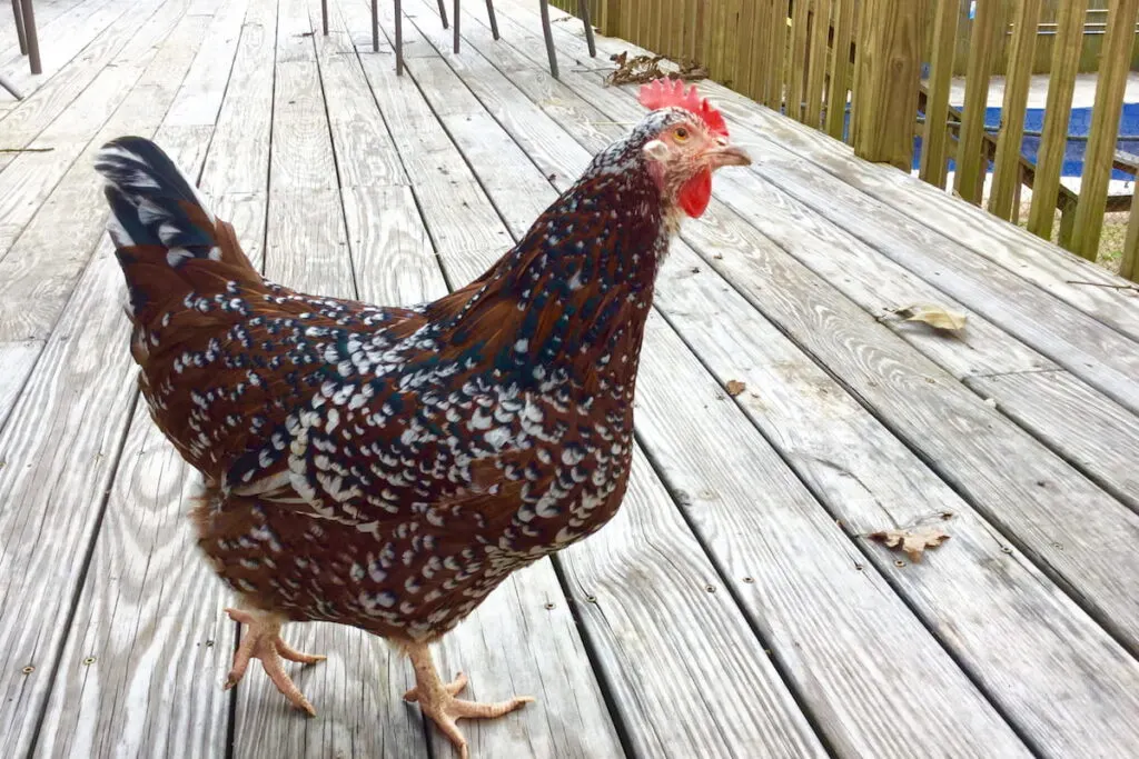 Speckled Sussex chicken hen walking across deck