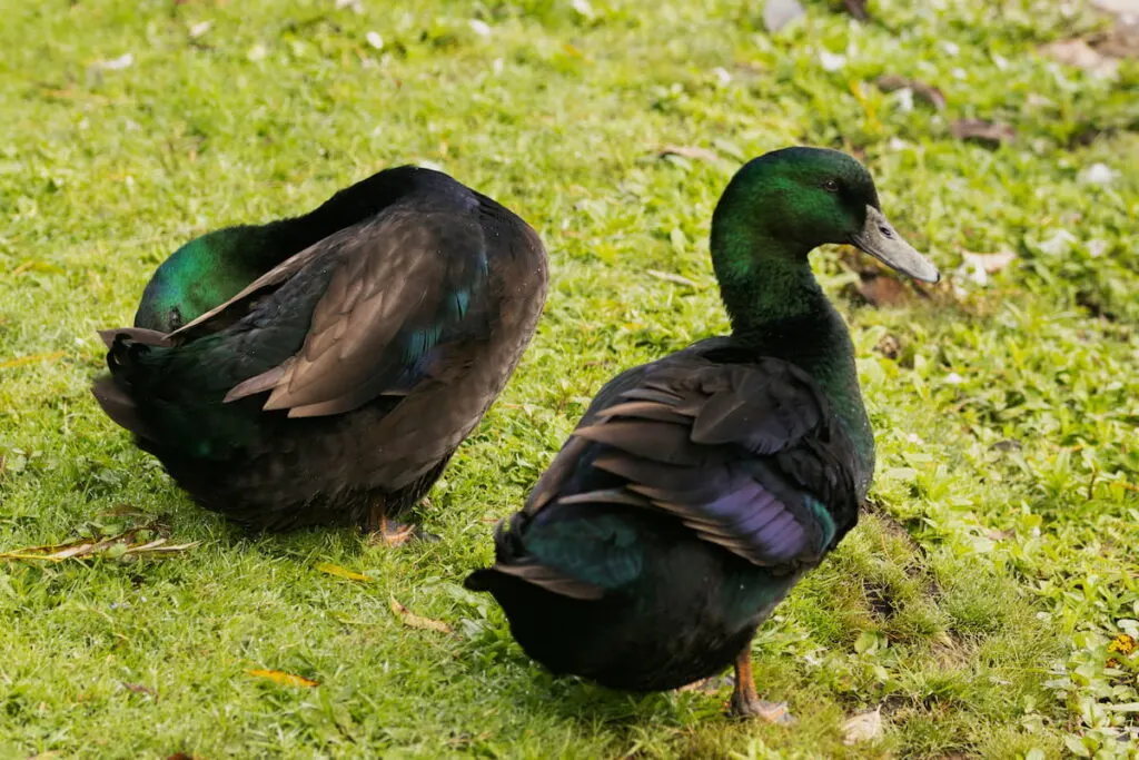 Two Black East indies Ducks in farmyard