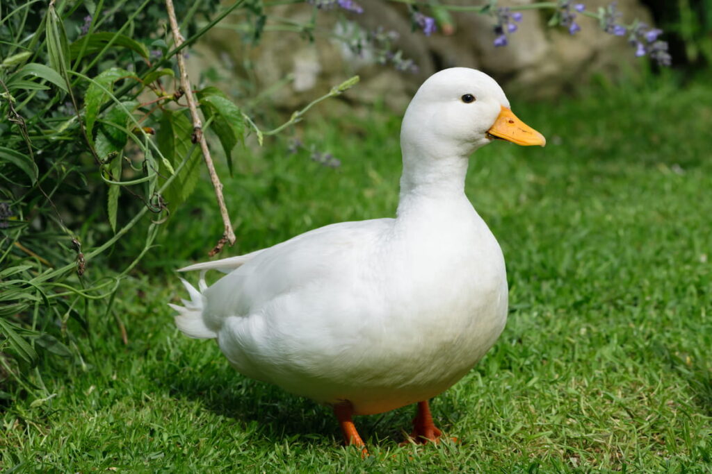 White Male Call Duck 