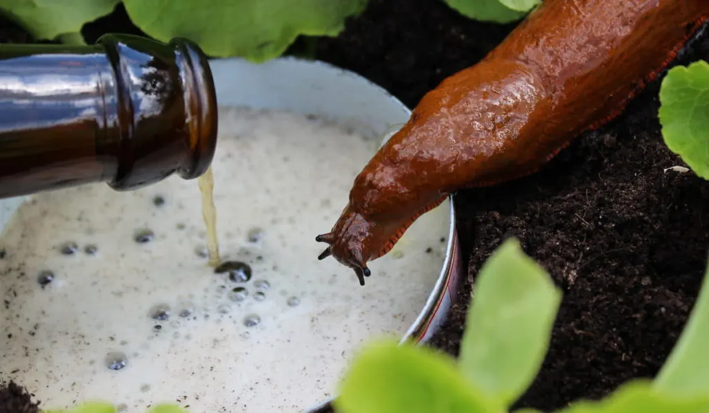 a snail on a beer trap