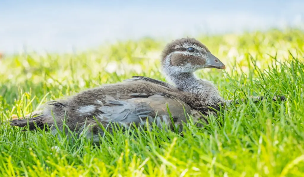 wood duckling