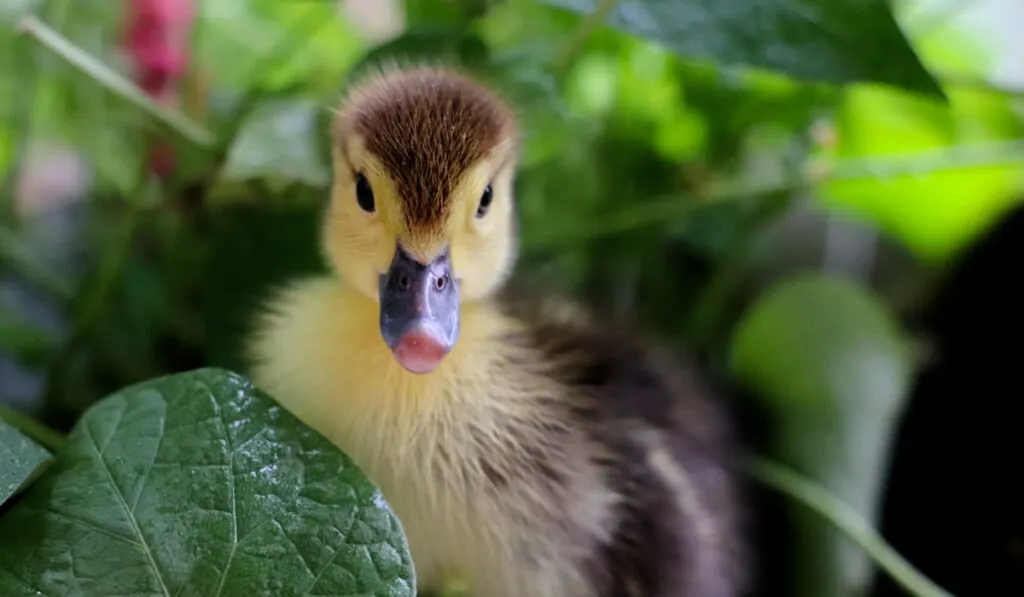 baby duck