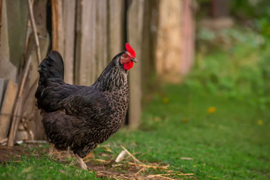 black orpington chicken hen on the grass