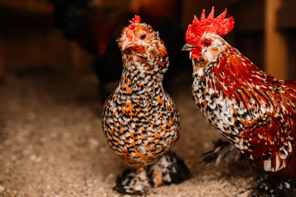 2 small speckled chickens