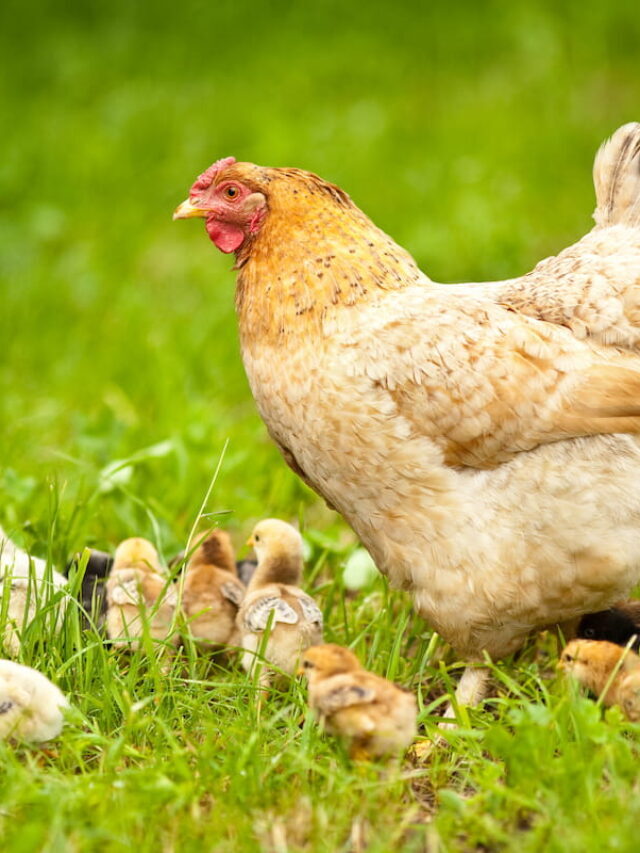 Can You Put Two Hens  with Chicks Together?