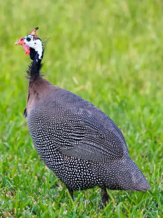 Domesticated helmeted guineafowl - ss220817