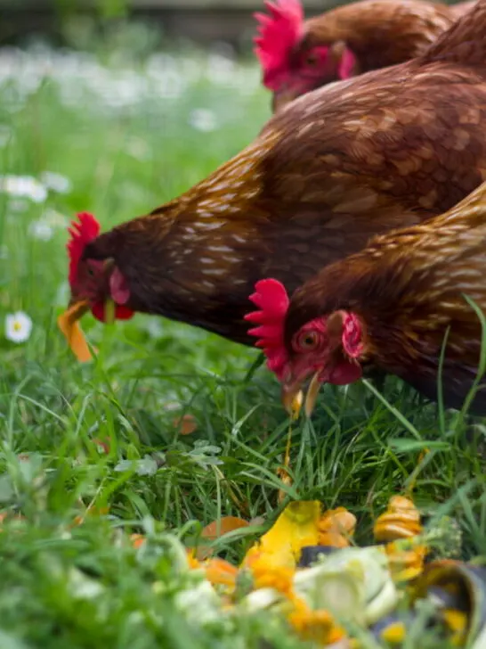 Free range chickens eating vegetables leftovers - ee220811