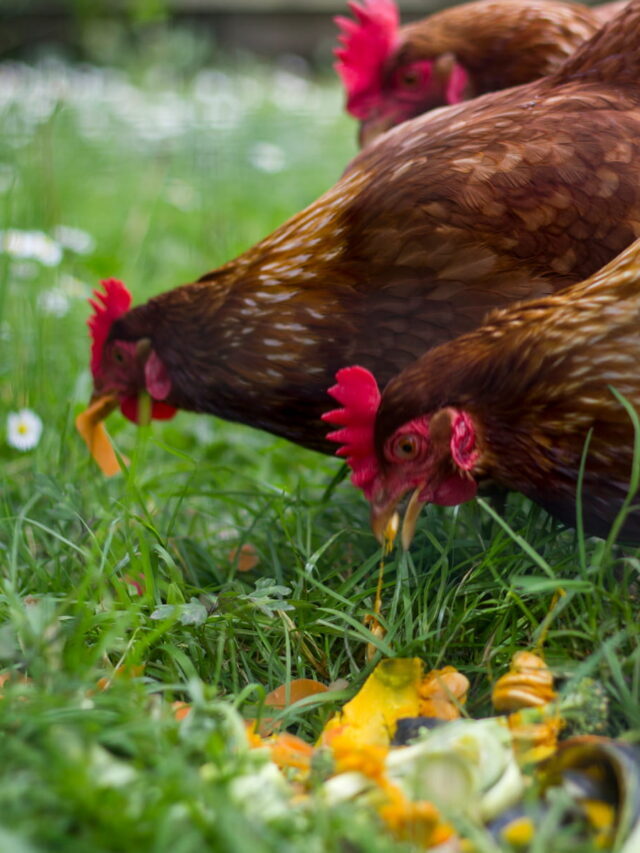 Can Chickens Eat Goat Feed?