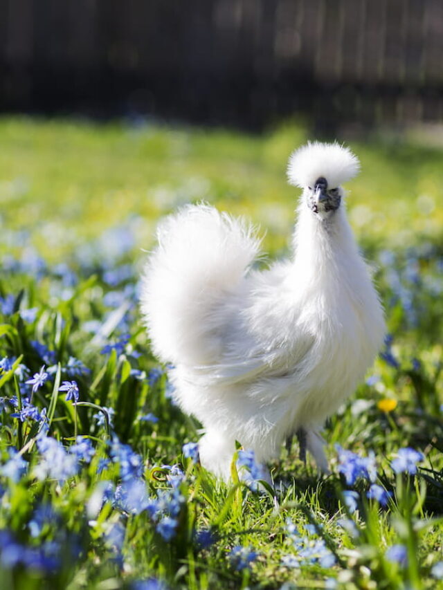 Bantam Chicken Breeds
