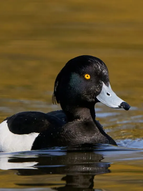 Tufted duck (Aythya fuligula) - 220812