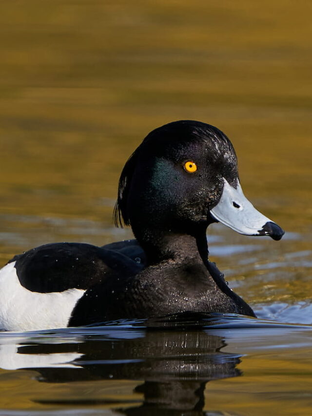 11 Black Duck Breeds