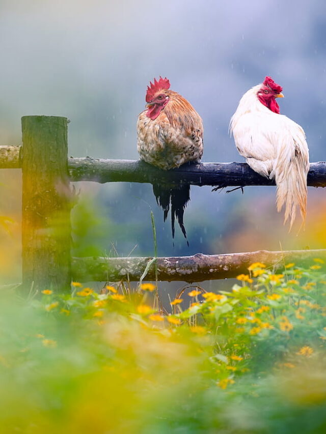 Are Chickens Safe in the Rain?