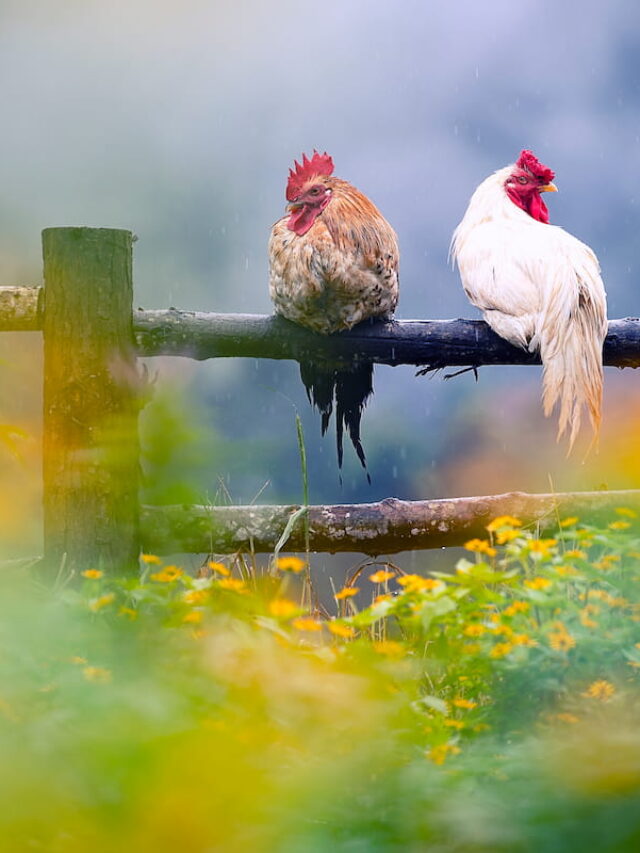 Are Chickens Safe in the Rain? The Hip Chick