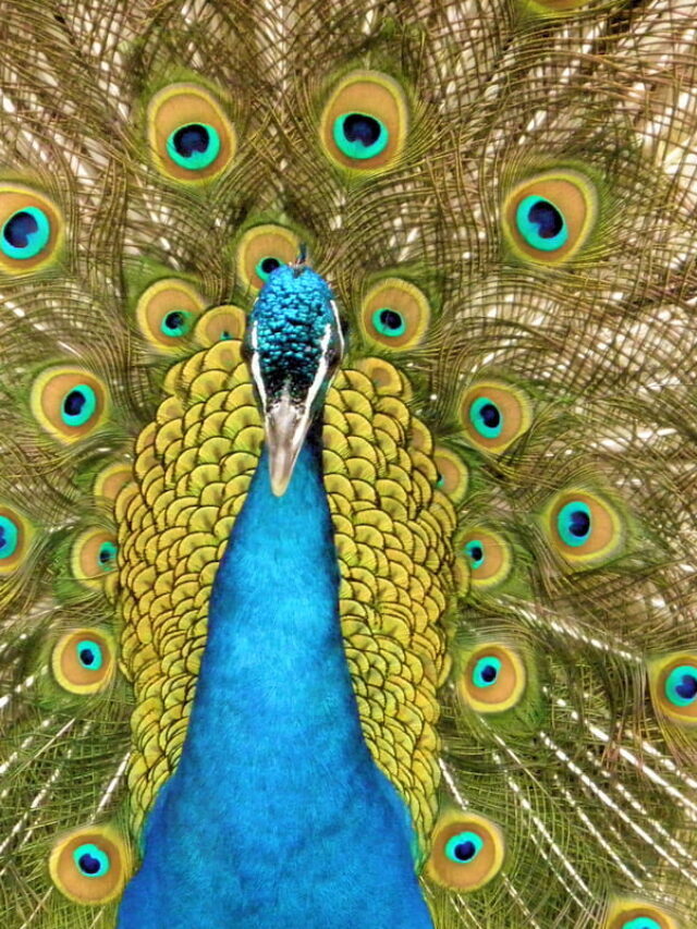 16 Fruits Peacocks Love to Eat