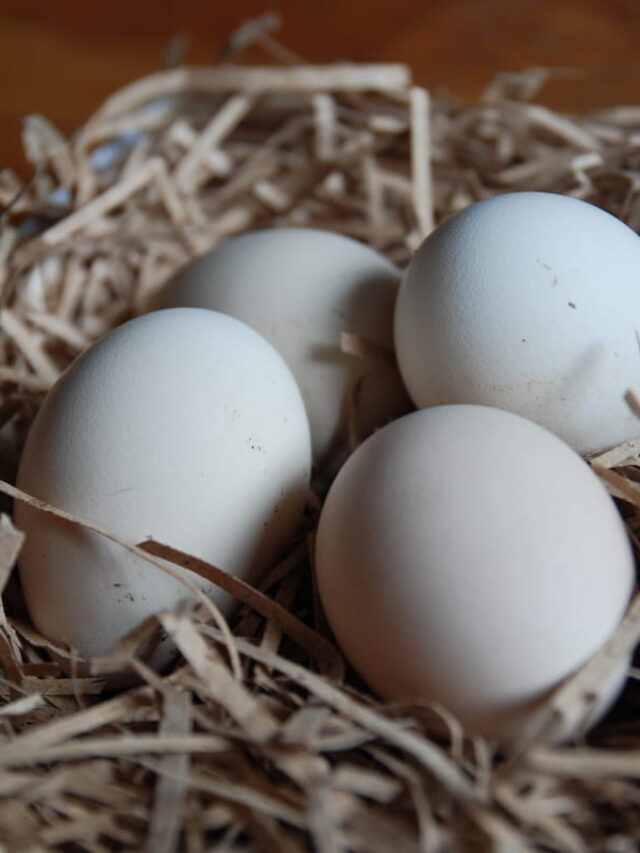 Ultimate Guide to Incubating Peacock Eggs