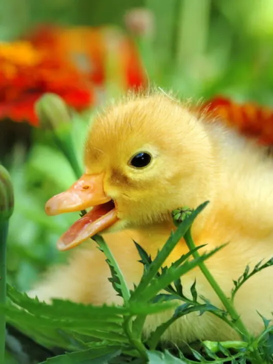 cropped-yellow-duckling-ee220819.jpg